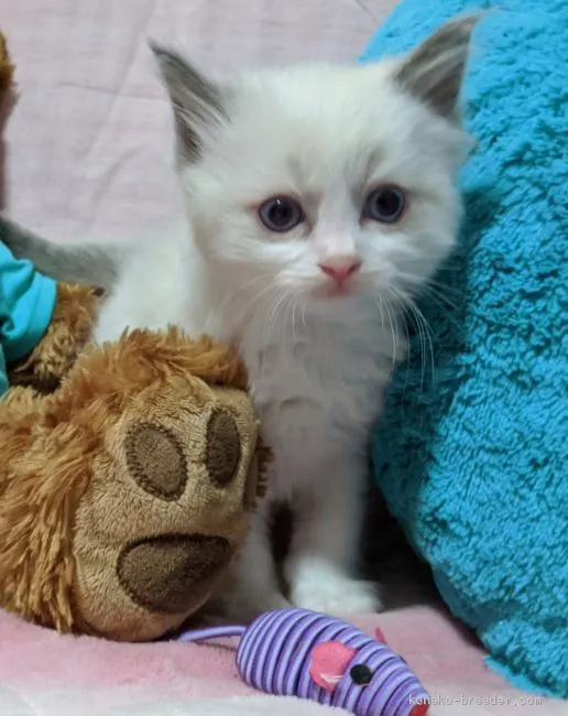 ID:2005-01441の子猫