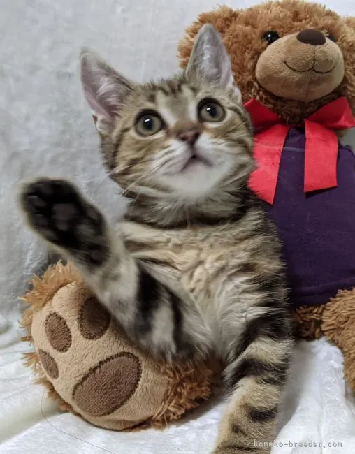 ID:2104-02021の子猫