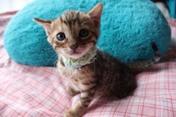 ベンガル【兵庫県・女の子・2014年1月30日・ブラウンスポテッドタビー】の写真「とても可愛い女の子です。」