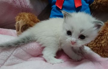 ラグドール【兵庫県・女の子・2018年1月8日・シールポイントバイカラー】の写真「青色ちゃん」
