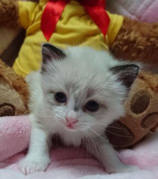 ラグドール【兵庫県・男の子・2018年1月8日・シールポイントバイカラー】の写真「黄色くん」