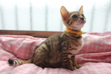 ベンガル【兵庫県・女の子・2014年1月30日・ブラウンスポテッドタビー】の写真「とても可愛い女の子です。」