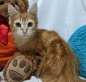 メインクーン【兵庫県・女の子・2021年5月2日・レッドタビー&ホワイト】の写真1