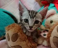 アメリカンショートヘア【兵庫県・男の子・2019年2月26日・シルバータビー】の写真1