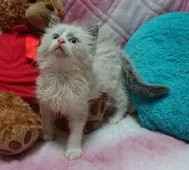 ラグドール【兵庫県・男の子・2018年5月24日・シールポイントバイカラー】の写真1