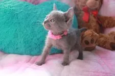 ロシアンブルー【兵庫県・女の子・2015年9月5日・ブルー】の写真2