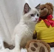 ラグドール【兵庫県・女の子・2021年7月12日・シールポイントバイカラー】の写真2