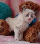 ラグドール【兵庫県・男の子・2019年3月8日・シールポイントバイカラー】の写真3