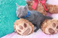 ロシアンブルー【兵庫県・男の子・2015年9月5日・ブルー】の写真3