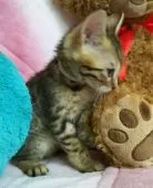 ベンガル【兵庫県・女の子・2017年4月15日・ブラウンスポテッドタビー】の写真4