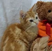 メインクーン【兵庫県・女の子・2021年5月2日・レッドタビー&ホワイト】の写真4