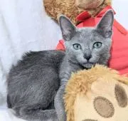 ロシアンブルー【兵庫県・女の子・2021年5月12日・ブルー】の写真5