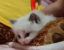 ラグドール【兵庫県・男の子・2019年1月1日・シールポイントバイカラー】の写真5