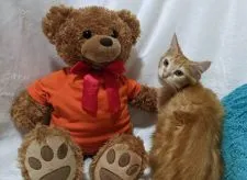 メインクーン【兵庫県・女の子・2021年5月2日・レッドタビー&ホワイト】の写真5