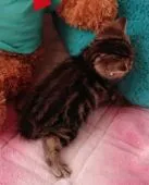 アメリカンショートヘア【兵庫県・女の子・2019年3月5日・ブラウンタビー】の写真5