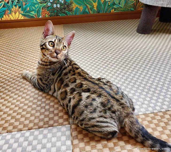 ID：2102-00430の子猫