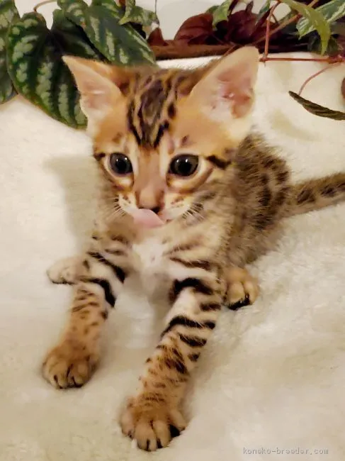 てん 様のお迎えした子猫