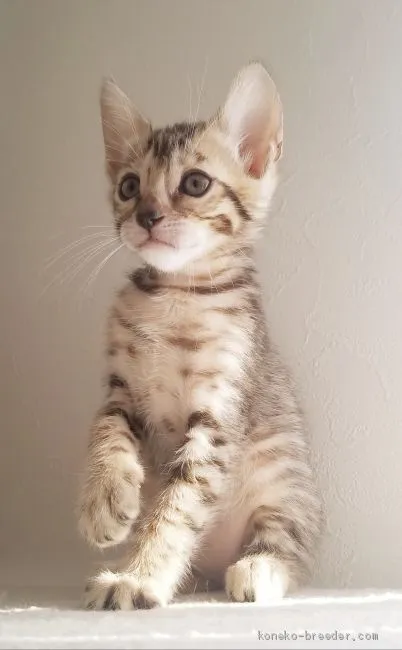 ID：1910-01371の子猫