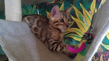 ベンガル【愛知県・男の子・2019年4月28日・ブラウンスポテッドタビー】の写真「【ハイグレード】真ん丸ドーナツロゼットの男の子！」