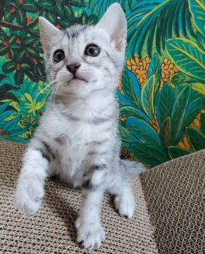 ベンガル【愛知県・女の子・2020年4月6日・シルバースポテッドタビー♡ロゼット♡（♡ツルツル♡）】の写真「【超希少】ロゼットが美しいハイクラスのシルバー姫❤」