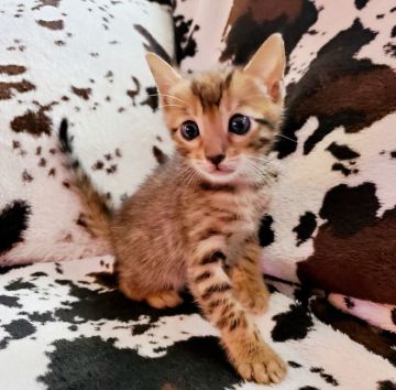 ベンガル【愛知県・女の子・2020年9月19日・ブラウンスポテッドタビー（♡ツルツル♡）】の写真「【美猫】野性的なロゼットに可愛らしい小顔の女の子♡」