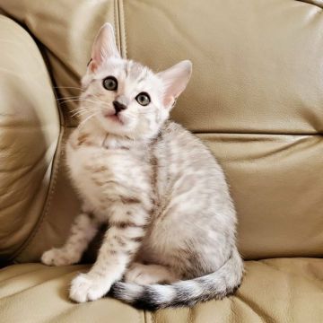 ベンガル【愛知県・女の子・2021年11月30日・シルバースポテッドタビー(ロゼット)（♡ミンクのような手触り♡）】の写真「★超希少★白く淡いカラーが美しいシルバーの女の子♡」