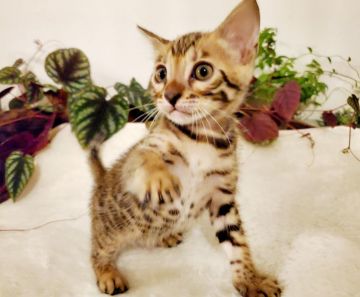 ベンガル【愛知県・男の子・2020年6月12日・ブラウンスポテッドタビー（★シルクタッチ★）】の写真「❤SPハイグレード❤希少なジャガーロゼット🌟」