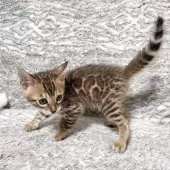 ベンガル【愛知県・男の子・2025年9月14日・ブラウンスポテッドタビー♡ロゼット♡】の写真10「カッコいいボクに会いに来てニャ！今後の成長が楽しみな男の子です♡」