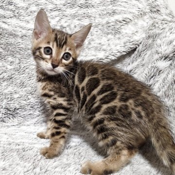 ベンガル【愛知県・男の子・2025年9月14日・ブラウンスポテッドタビー♡ロゼット♡（ツヤツヤ）】の写真「【激レア】超ビッグロゼットの立派な男の子★」