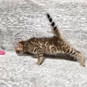 ベンガル【愛知県・男の子・2025年9月14日・ブラウンスポテッドタビー♡ロゼット♡】の写真6「ビビってないニャ！ぬいぐるみに圧倒されるボクちゃんの姿が愛らしい♡」