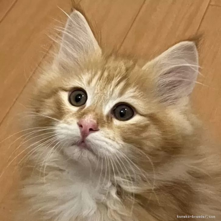 ID:2403-02015の子猫