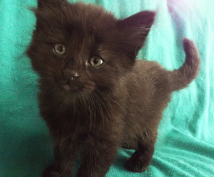 ID：1407-00306の子猫