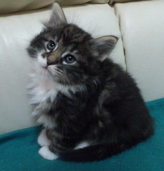 もとちか 様のお迎えした子猫