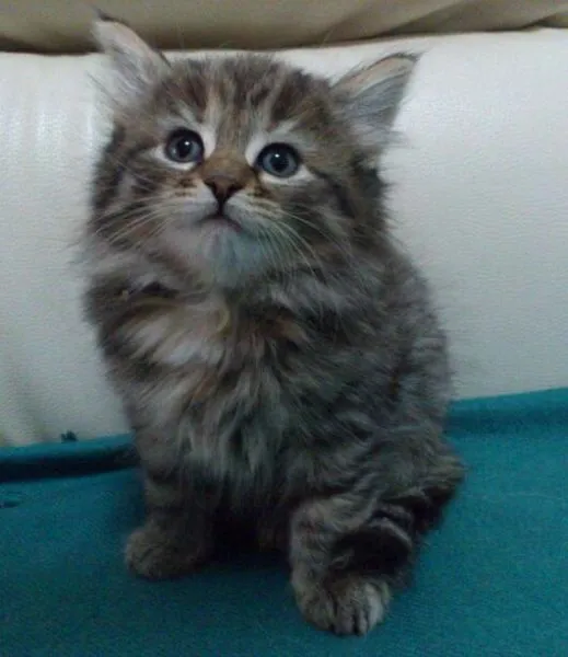 ID：1503-00044の子猫