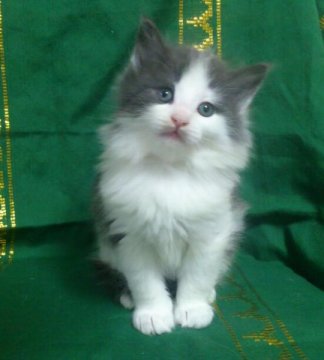 ノルウェージャンフォレストキャット【広島県・男の子・2012年10月7日・ブルー&ホワイト】の写真「」