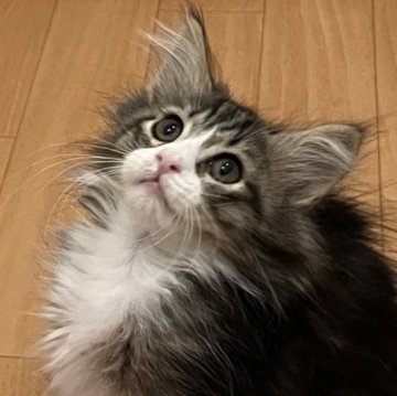 ノルウェージャンフォレストキャット【広島県・女の子・2024年1月1日・ブラウンクラシックタビー&ホワイト】の写真「とっても美人の甘えん坊！」