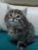 ノルウェージャンフォレストキャット【広島県・女の子・2015年1月19日・ブラウンマッカレルタビー】の写真3