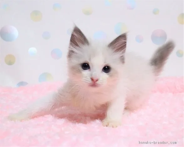 あにゃ 様のお迎えした子猫