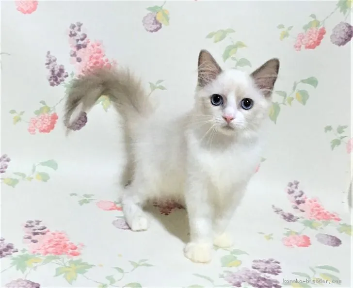 なる 様のお迎えした子猫