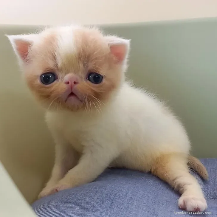 ID:2307-03243の子猫