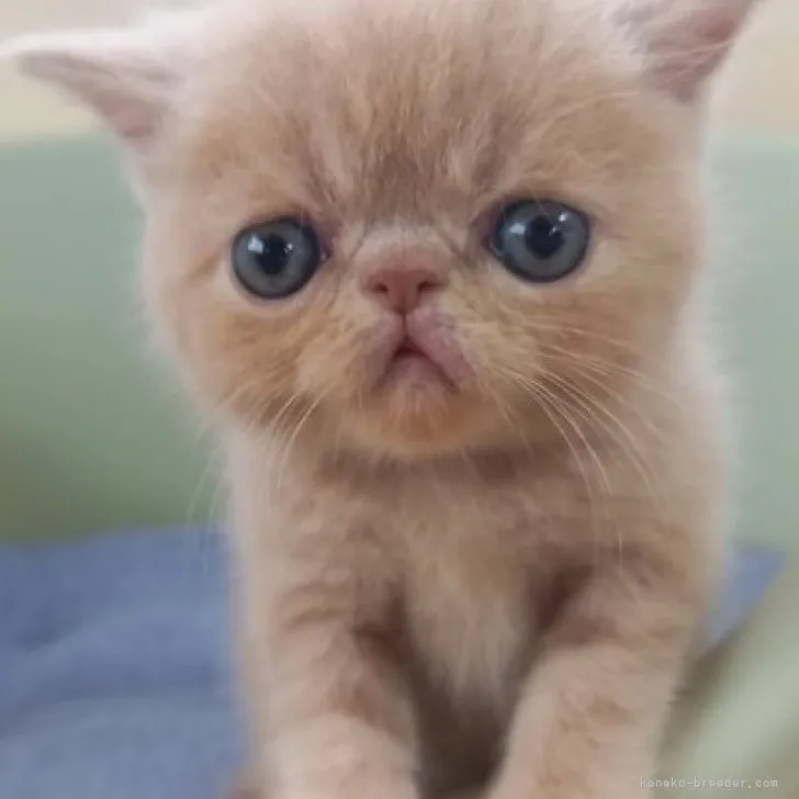 ID:2308-00923の子猫