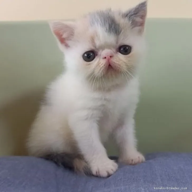 ID:2308-00931の子猫
