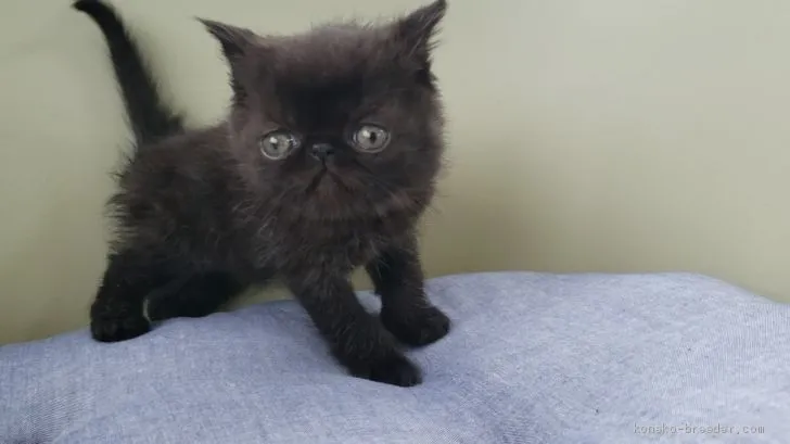 ID：2010-02015の子猫
