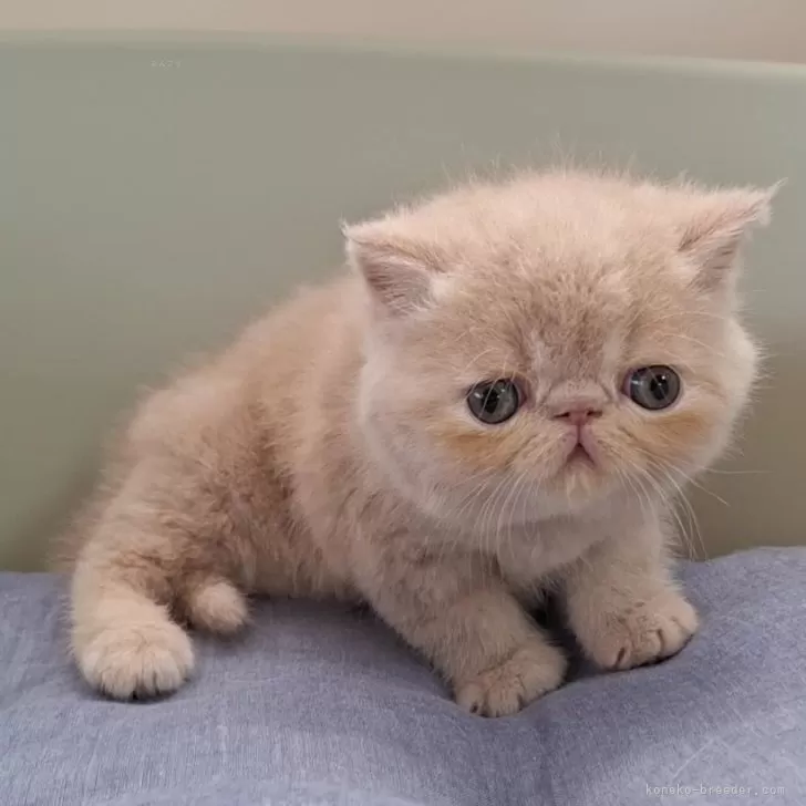 ID:2405-02712の子猫