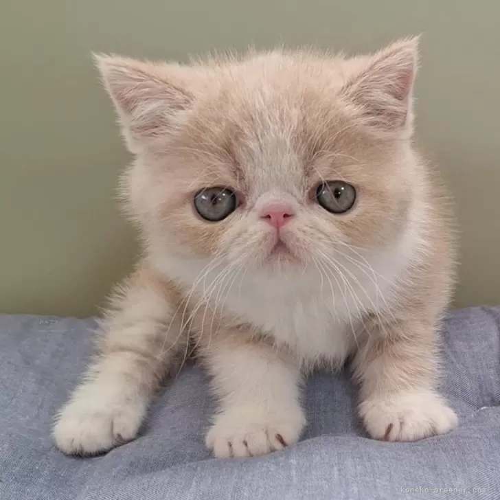 ID:2405-02958の子猫