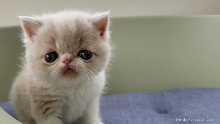 ID:1904-01778の子猫