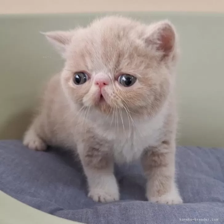 ID:2410-01742の子猫