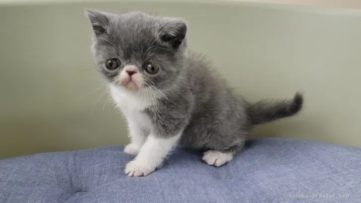 ID：2010-02001の子猫