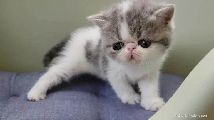 ID:2005-01351の子猫