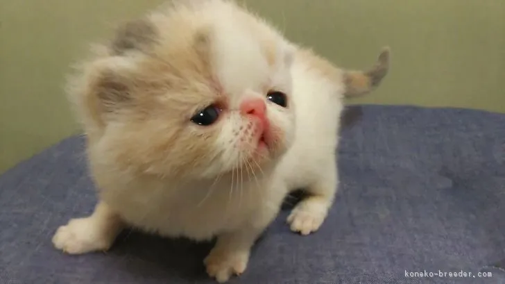 きぬはは 様のお迎えした子猫